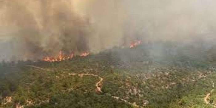 Çanakkale ve İzmir'de orman yangını: Müdahaleler devam ediyor