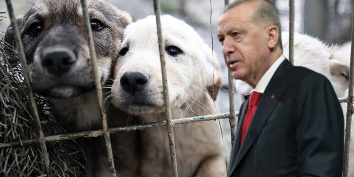 Sokak hayvanlarına yönelik 'katliam' düzenlemesi...Erdoğan’dan kurmaylarına 'Bir an önce neticelendirin' talimatı
