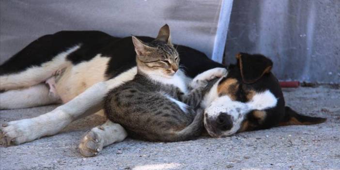 Türkiye katliam tasarısını tartışırken Avrupa Birliği'nden kedi ve köpeklerin refahı için yasa hazırlığı