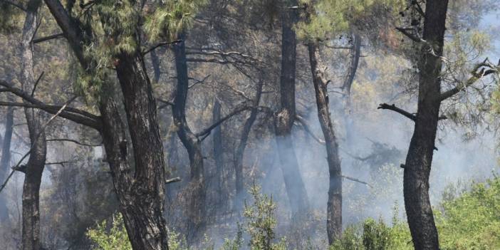 İzmir Menderes'te orman yangını: Mahalle boşaltıldı, bir ev yandı