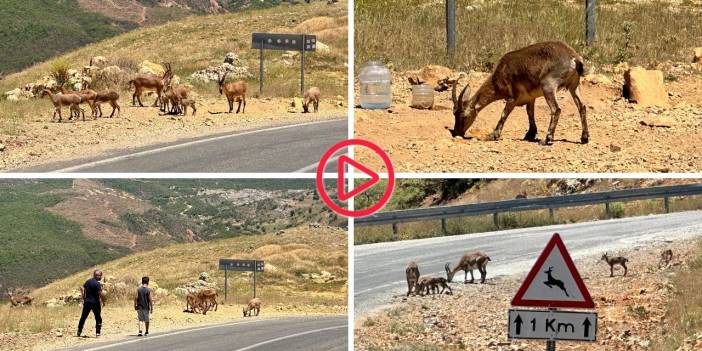 Dersim'de yaban keçileri için uyarı: İnsana alıştılar, büyük risk altındalar