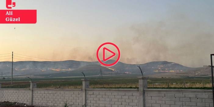 Urfa'da binlerce dönüm mera yandı: Yüzlerce zeytin, badem ve fıstık ağacı kül oldu