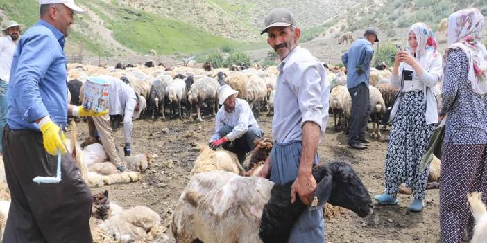 Yüksekova'da koyun kırkma şenliği bir asırdır devam ediyor