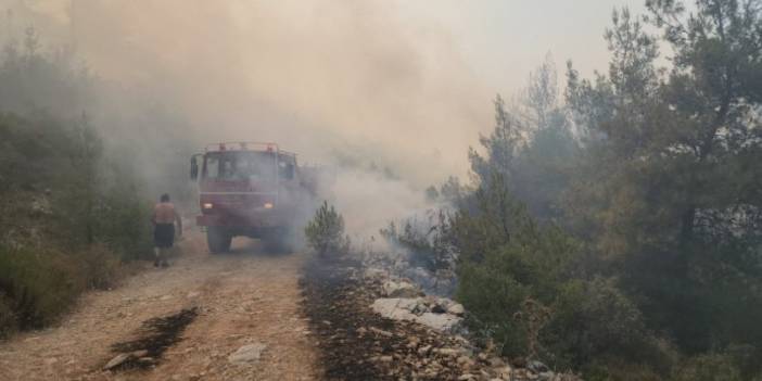 Bodrum'da orman yangını