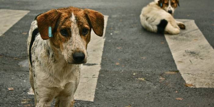 Sokak köpekleri teklifi Meclis’e geliyor: AKP'nin teklifinde 'uyutma'da geri adım