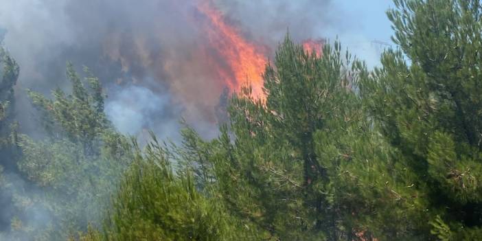 Balıkesir'de ormanlık alanda çıkan yangın kontrol altına alındı