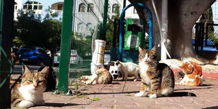 Veteriner Hekimler Odası Başkanı uyardı: 'Kedilerin sayısında keskin düşüş olursa, sokaklar farelere kalır'