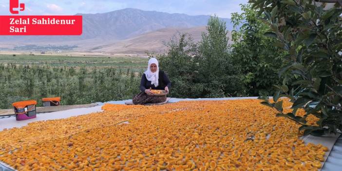 Van'da kayısıyı don vurdu, rekolte yüzde 50 azaldı