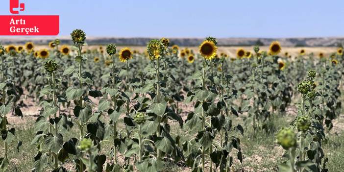 Trakya'da kuraklık ayçiçeğini vurdu: 'Çiftçilerin borçları bir yıl ertelenmeli'