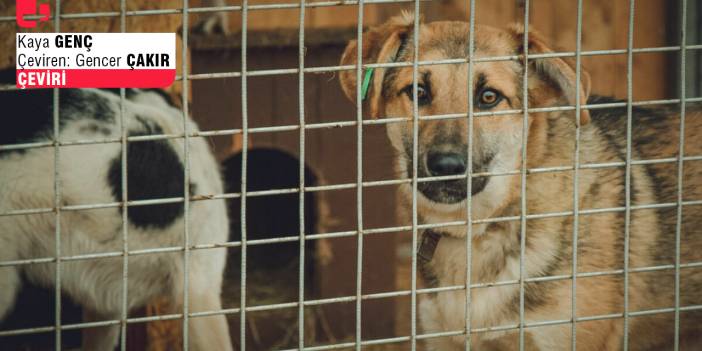 Her şey başarısız olduğunda köpekleri suçlayın