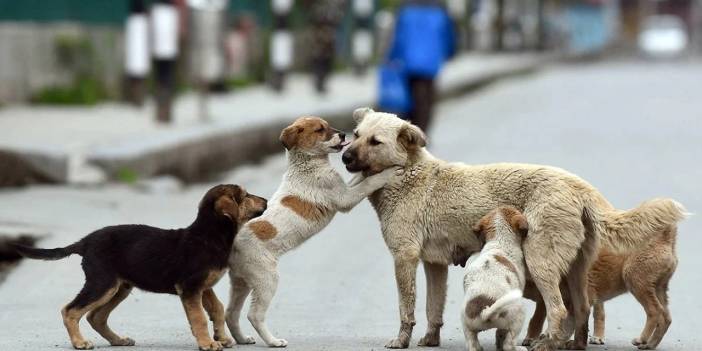 Bakan Yumaklı: Köpekleri öldürmeyen belediyecilere hapis cezası verilecek