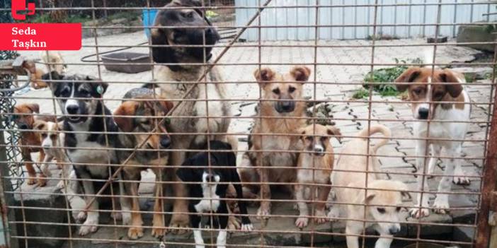 İsviçre ve Avusturyalı hayvan hakları savunucularından mektup: Hayvanların sürekli barınaklarda tutulmasına karşıyız