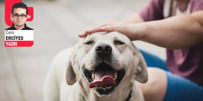 Sokak köpeklerinin tarihsel çilesi