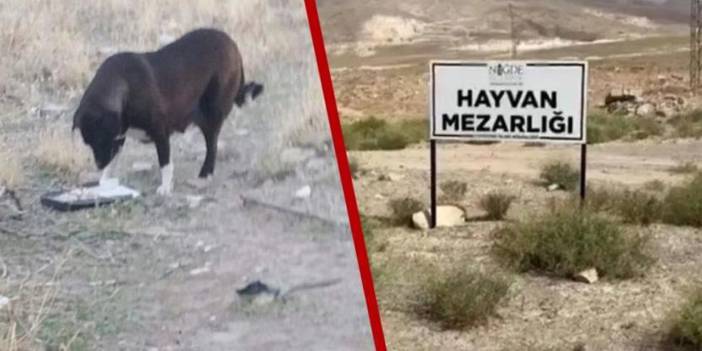 DEM Parti'den soru önergesi: Niğde'de 7 ayda köpek sayısı 800'den 30'a düştü