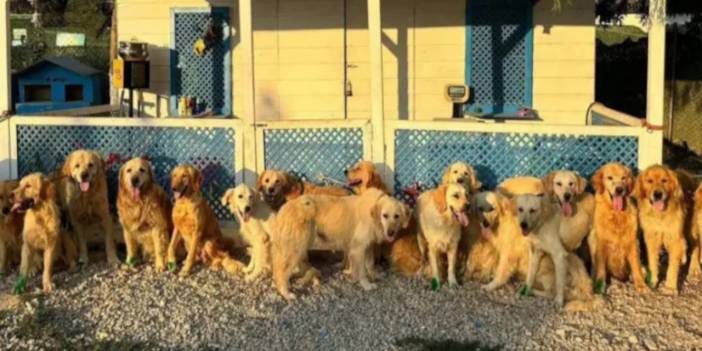 İngiltere'de bir yardım kuruluşundan Türkiye'deki köpekler için 'kurtarma projesi'