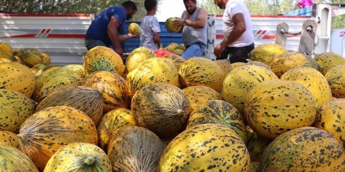 Kavun-karpuz üreticisi: Böyle giderse çiftçiliği bırakacağız