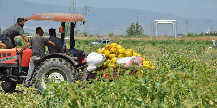 1.5 milyon TL'lik ürüne 100 bin teklif edilince.... 600 ton kavun ve karpuzu bedava dağıttılar