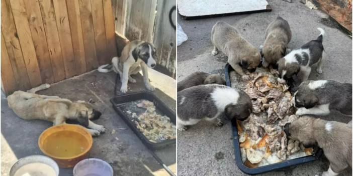 Yine Altındağ, yine katliam: Yavruyken ezilmekten kurtarılan beş köpek ölü bulundu