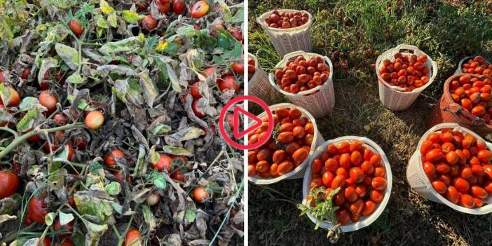 Domates maliyetleri altında ezilen çiftçi, tarlasını halka açtı