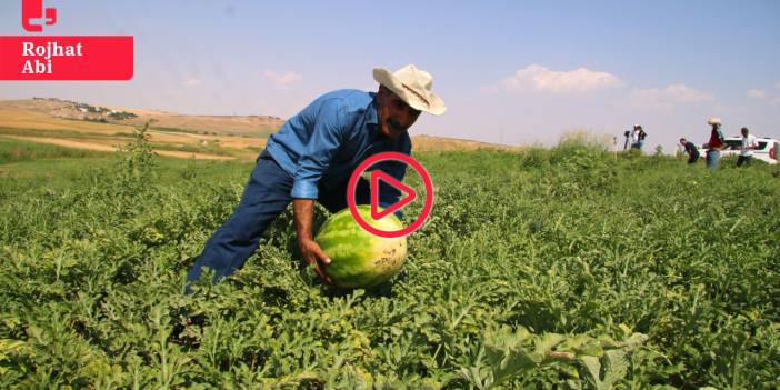 Diyarbakır karpuzu tarlada kaldı, üreticiler dertli: 'Ekiyoruz ama emeğimiz para etmiyor'