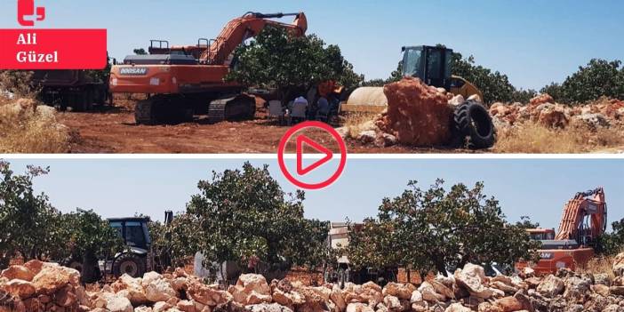 Urfa'da yüzlerce dönüm fıstıklık TOKİ'ye devredildi: 'Araziler bize dedelerimizden kaldı, ağaçları sökecekler'