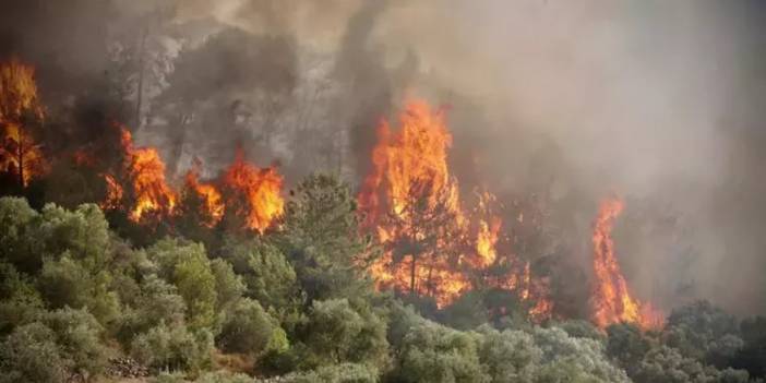 Türkiye'de orman yangınları geçen yıla göre yüzde 78 arttı