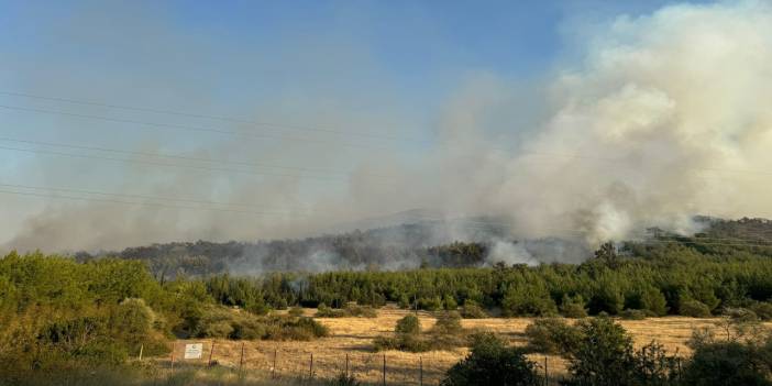 İzmir'in Menderes ilçesinde çıkan orman yangını kontrol altına alındı