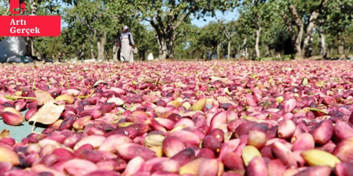 Fıstık üreticisi taban fiyat uygulaması istemişti: TMO 'iştigal alanımızda değil' dedi, Tanal tepki gösterdi