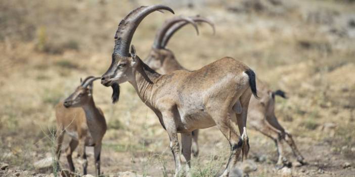 Yaban keçisi öldüren iki kişiye 1,3 milyon TL ceza