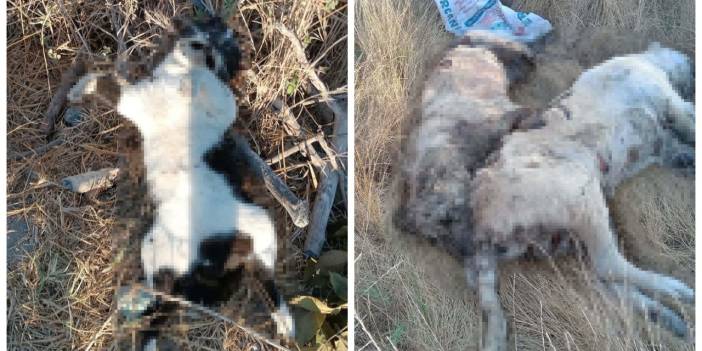 İzmir’de beş köpek ile altı kedi zehirlenerek öldürüldü