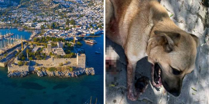 Bodrum'da bir köpek daha silahla vuruldu: Ayağı kesilecek