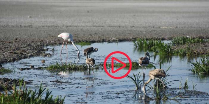 'Flamingo cenneti' Küçük Göl kurudu