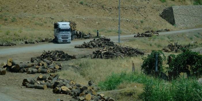 Şırnak'taki orman kıyımı devam ediyor: 'Kesimler mevzuata uygun'