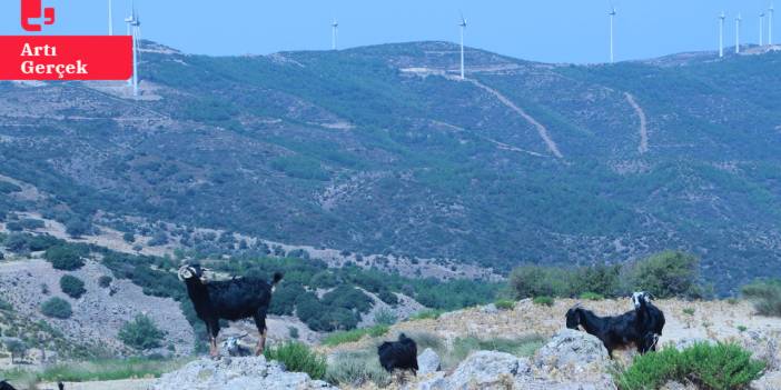 Karaburun’un simgesine GES tehdidi