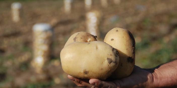 Yazlık ve kışlık patates aynı dönemde hasat edilince fiyat 4 liraya düştü