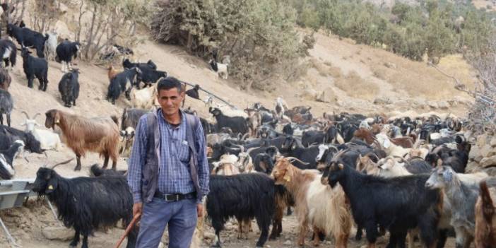 Şırnak'ta DEM Partili belediyeden hayvancılık için 'çoban' projesi