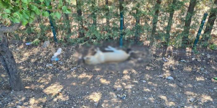 Ankara'da bir sitede 8 köpek zehirlenerek öldürüldü