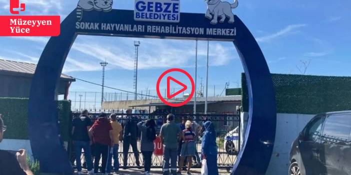 Gebze’de hayvan katliamı: Köpek ve kediler Keta-Control denen anestezi ile mi öldürüldü?