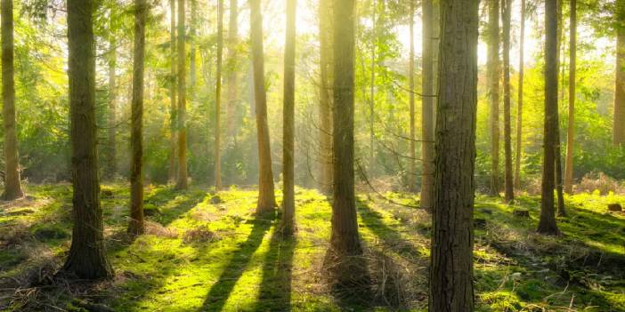 IUCN raporu: Ağaç türlerinin üçte birinden fazlası yok olma tehlikesi altında