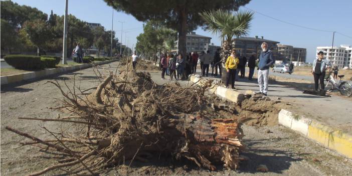 Burhaniye'de yol yapımı için ağaçlar kesildi