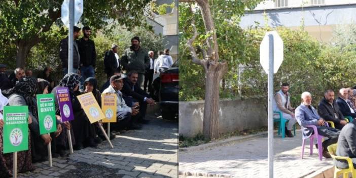 Kayyım, 'polise görüş açısı' için 20 yıllık ağacı budadı