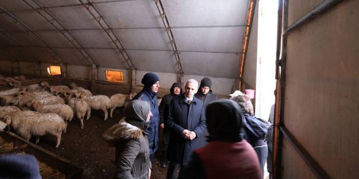 Karaman'da tipide kalan yaklaşık 400 koyun donarak öldü