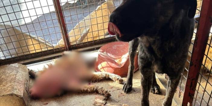 CHP'li Mamak Belediyesi'nin barınağında köpeklere kötü muamele: 'Acil denetim' çağrısı