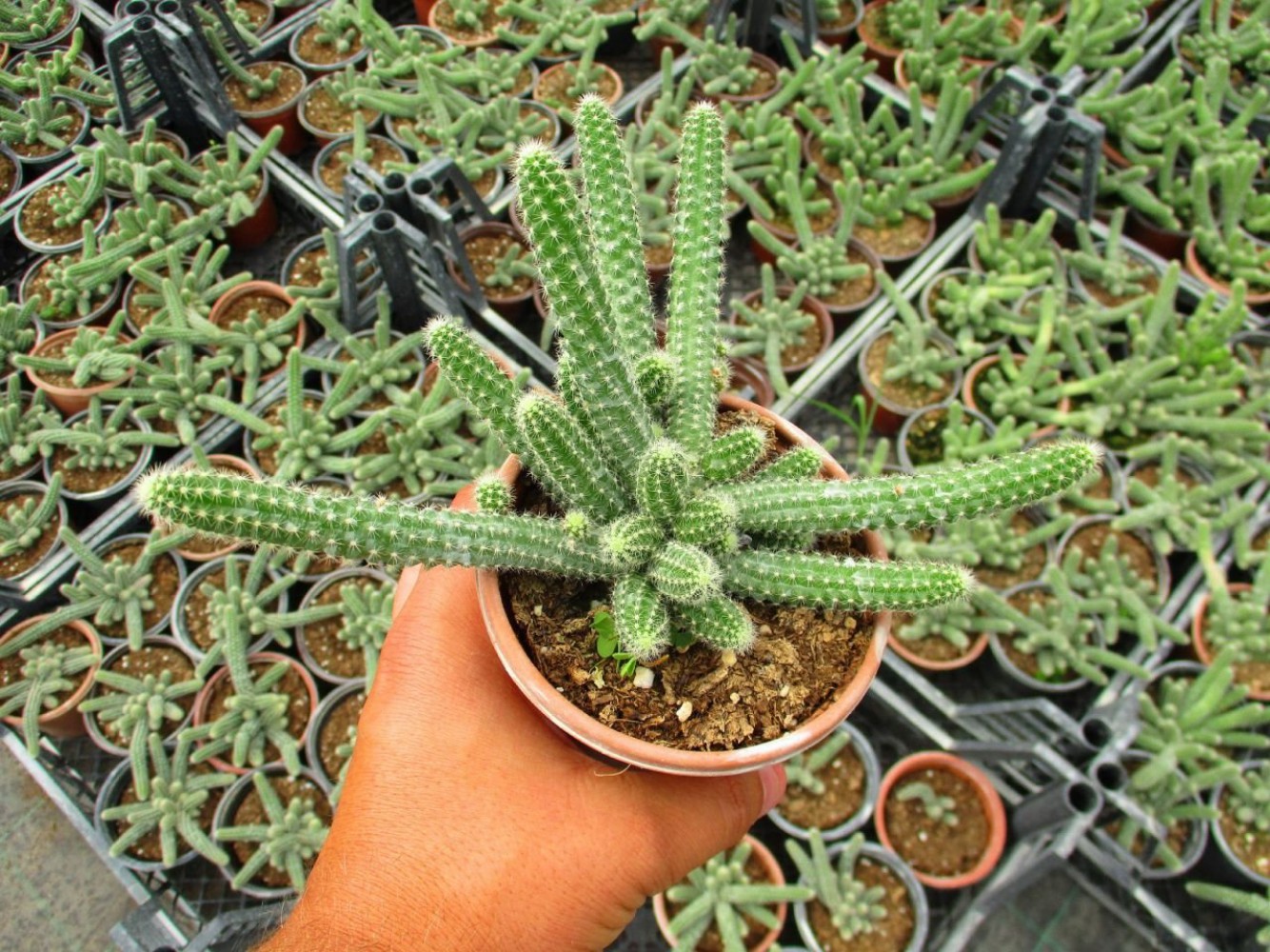 yilan-kaktus-3-adet-chamaecereus-silvestriiyilan-kaktus-3-adet-1.jpg