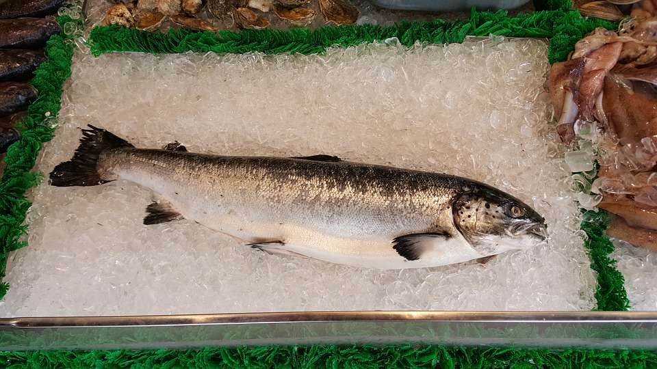 salmon-1958945-960-720.jpg