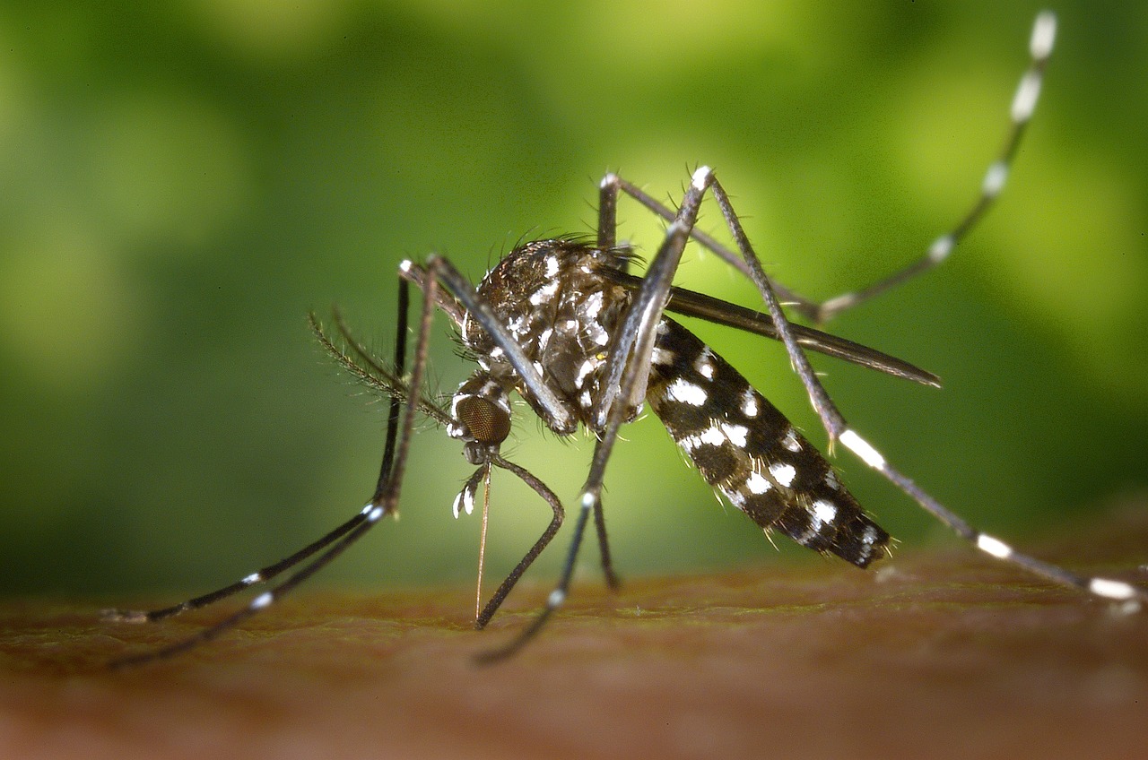 mosquito-49141-1280.jpg