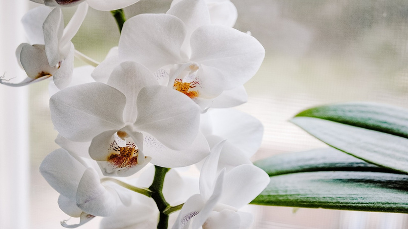 dogru-bakildiginda-cok-daha-hizli-cicek-aciyor-orkide-bakarken-deneyin-rl4p.jpg
