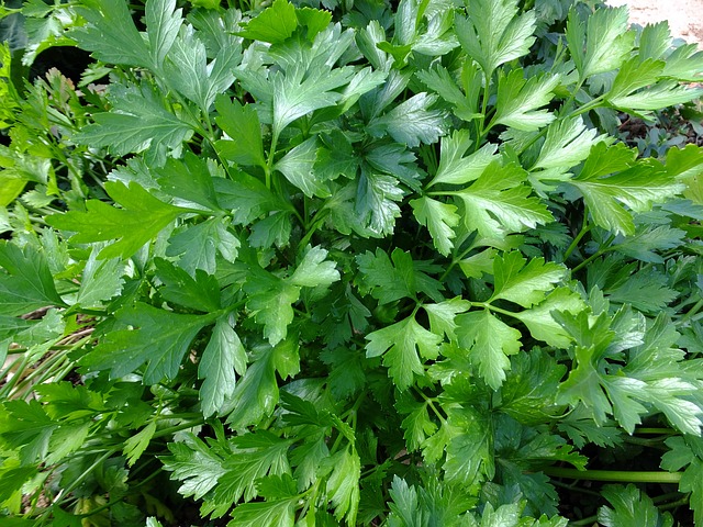 parsley-393028-640.jpg